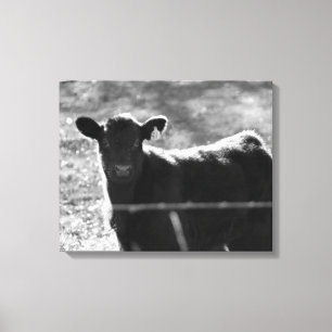 Black & White Young Cow in Field 16x20 Canvas Print