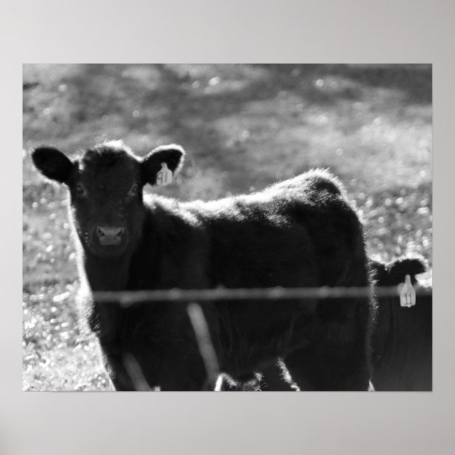 Black & White Young Cows in Field 16x20 Poster (Front)