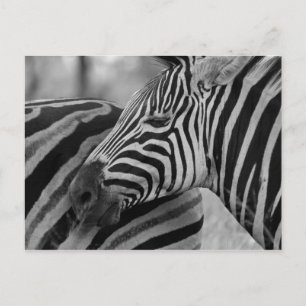 Black/White Zebra Postcard