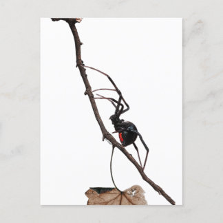 Black Widow Spider, Gothic, Nature, Arachnophobia Postcard