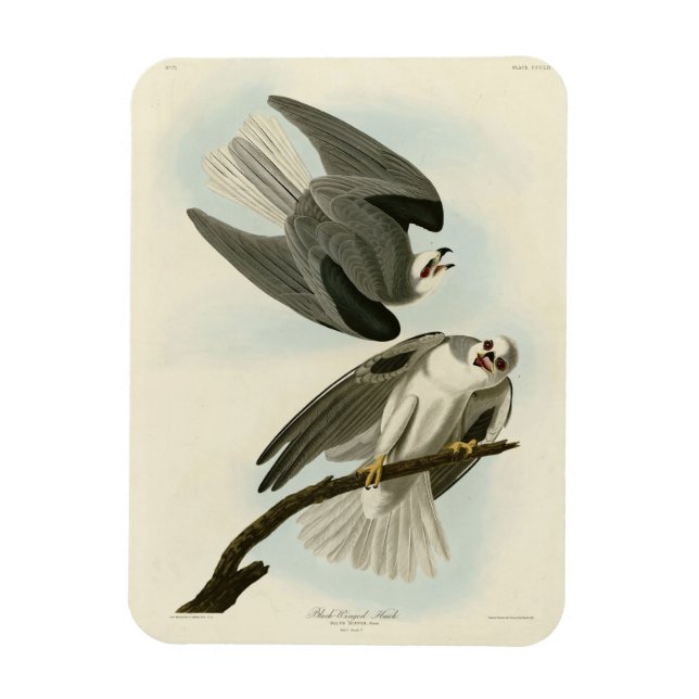 Black-Winged Hawk - Audubon's Birds of America  Magnet (Vertical)