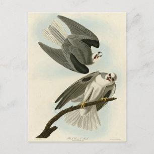 Black-Winged Hawk - Audubon's Birds of America  Postcard