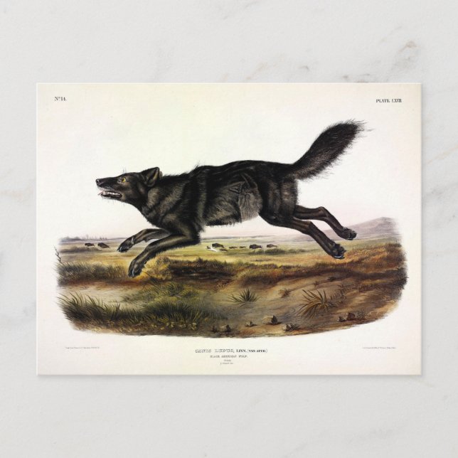 Black Wolf, or Black American Wolf (Canis Lupus) Postcard (Front)