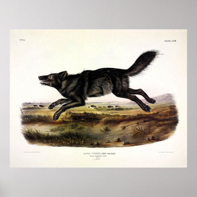 Black Wolf, or Black American Wolf (Canis Lupus) Poster (Front)