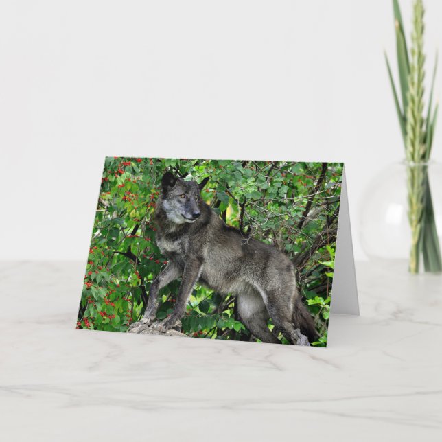 Black Wolf with Red Berries Greeting Card (Front)