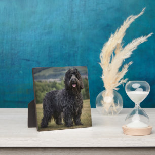 Black Woolly Bergamasco Sheepdog, Plaque