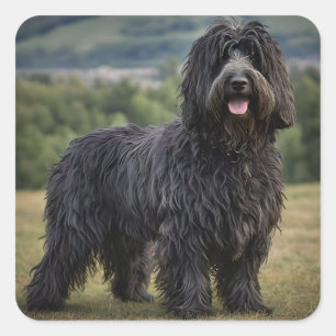Black Woolly Bergamasco Sheepdog, Square Sticker