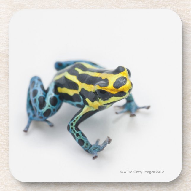 Black, Yellow and Blue Poison Dart Frog Coaster (Front)