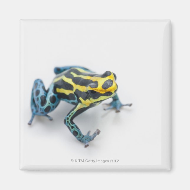 Black, Yellow and Blue Poison Dart Frog Magnet (Front)