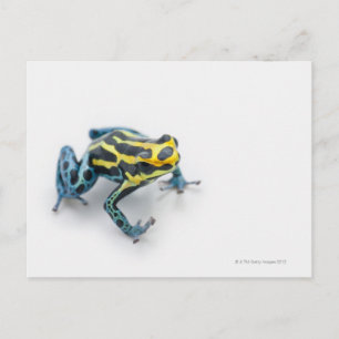 Black, Yellow and Blue Poison Dart Frog Postcard