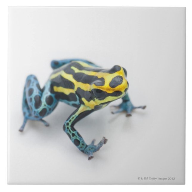 Black, Yellow and Blue Poison Dart Frog Tile (Front)