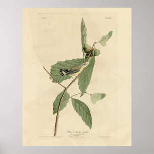 Black & Yellow Warbler, Audubon's Birds of America Poster