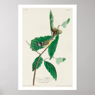 Black & Yellow Warbler by Audubon Poster