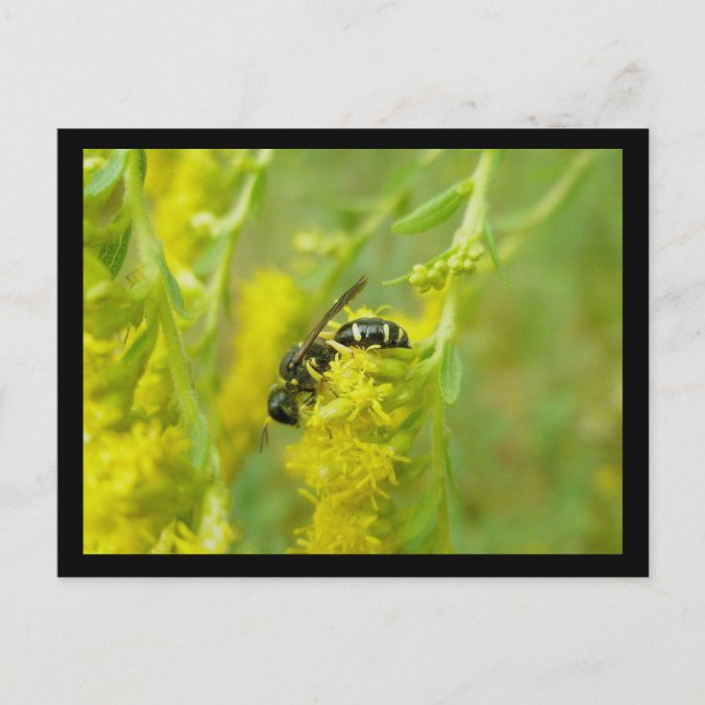 Black Yellow Wasp Foraging Postcard (Front)