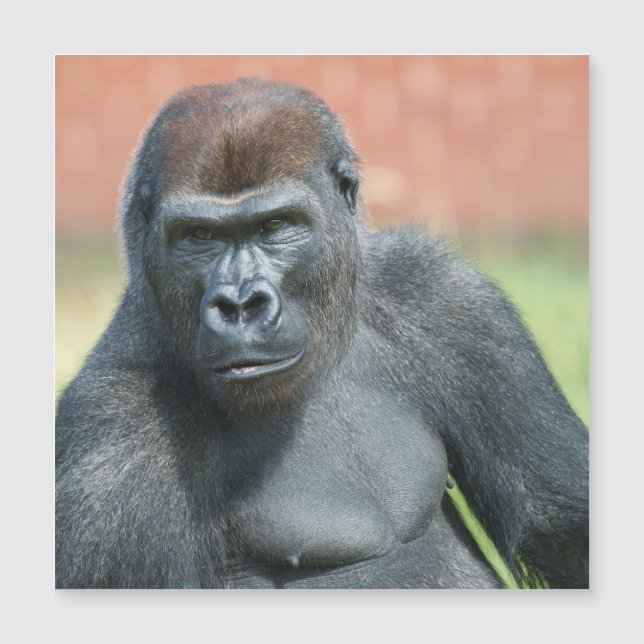 Blackback Gorilla Lope Portrait (Front)