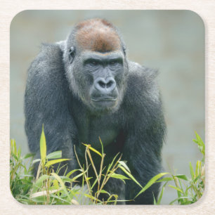 Blackback Gorilla Lope Square Paper Coaster
