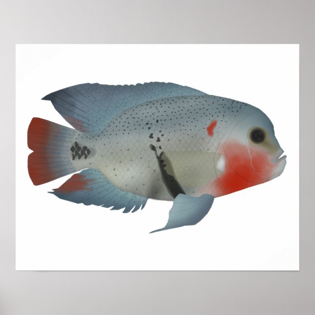 Blackbelt Cichlid Poster (Front)
