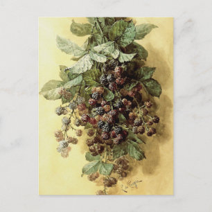 ‘Blackberries’ by Paul de Longpré Postcard