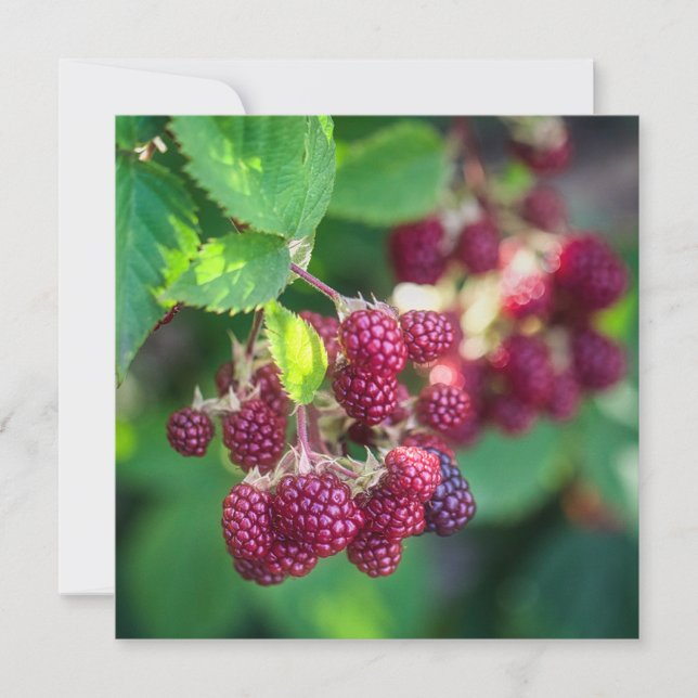 Blackberries Card (Front)