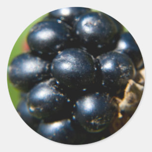 Blackberries Classic Round Sticker