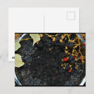 Blackberries in Colander Postcard