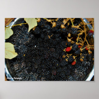 Blackberries in Colander Poster