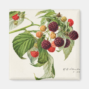 Blackberries Magnet