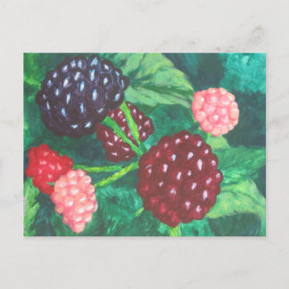 Blackberries of all Ages Ripening on the Vine Postcard