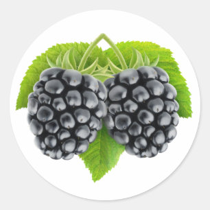 Blackberries on leaves classic round sticker