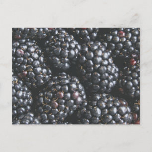 Blackberries Postcard