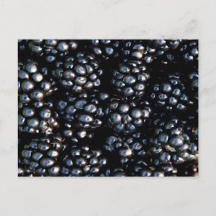Blackberries Postcard
