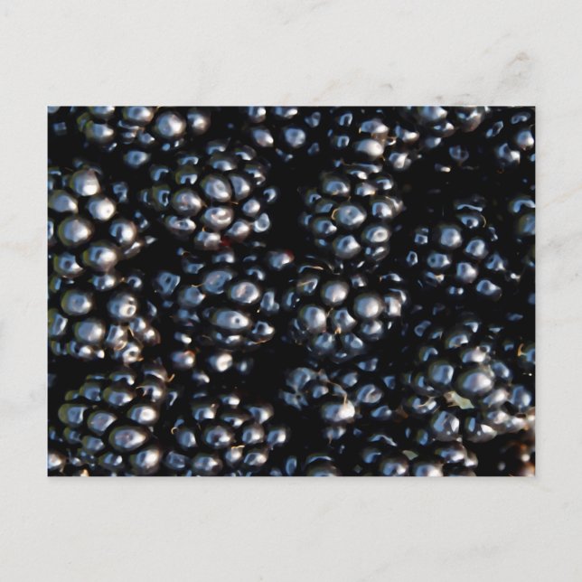 Blackberries Postcard (Front)