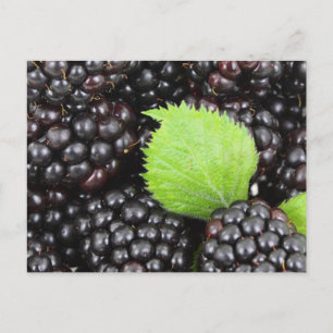 Blackberries Postcard