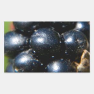 Blackberries Rectangular Sticker