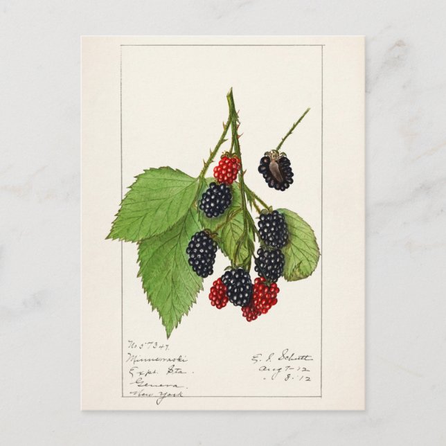Blackberries (Rubus subg. Rubus Watson) Fruit Postcard (Front)