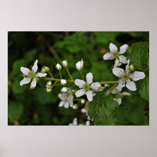 Blackberry Blossoms Poster (Front)