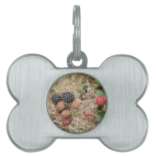 Blackberry Bonanza Pet Tag (Front)