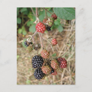 Blackberry Bonanza Postcard