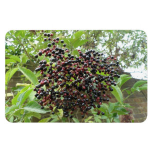 Blackberry Bonanza Premium Magnet