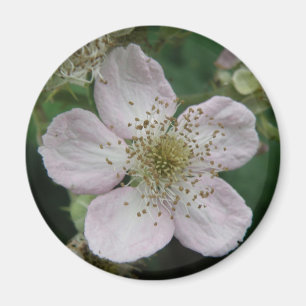 Blackberry Flower Macro Magnet