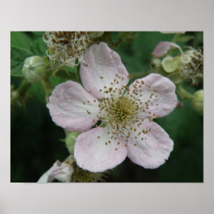 Blackberry Flower Macro Poster