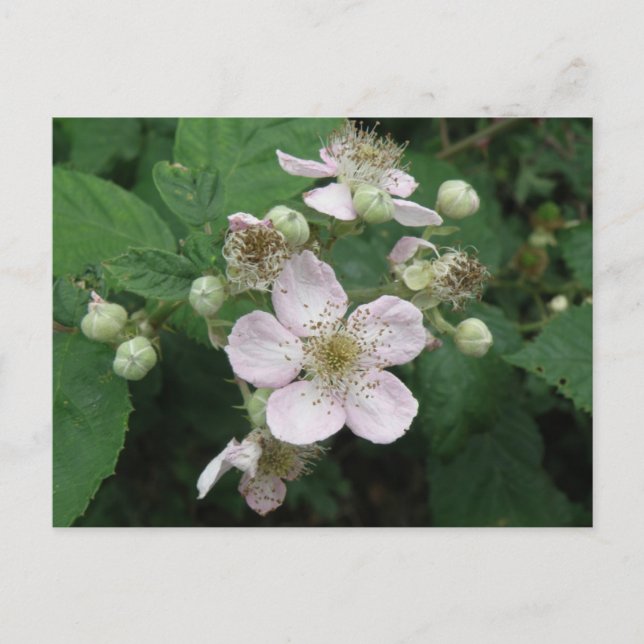 Blackberry Flowers Postcard (Front)
