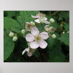 Blackberry Flowers Poster