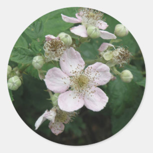 Blackberry Flowers Sticker