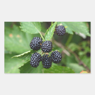 Blackberry Juicy Summer Fruit Gardener Gardening Rectangular Sticker