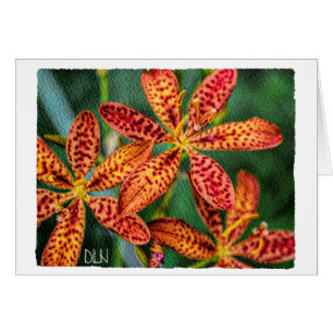 Blackberry Lily Flower/Floral  Art/