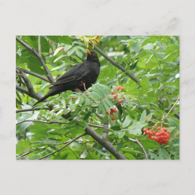 Blackbird and Berries Postcard (Front)