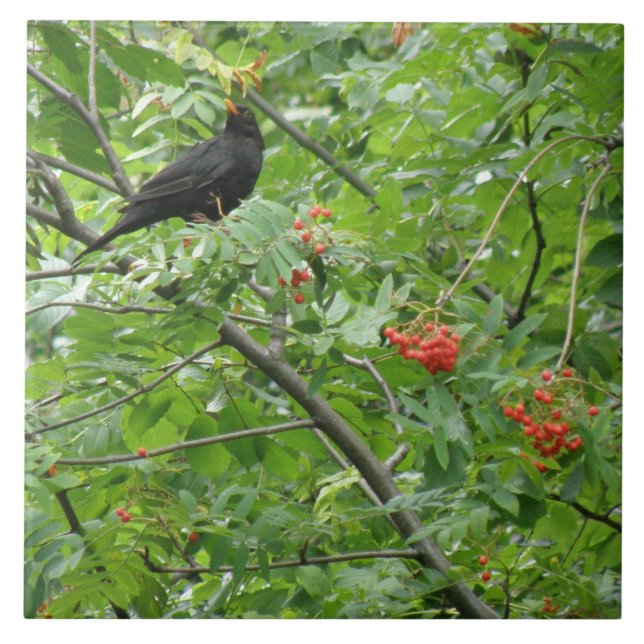 Blackbird and Berries Tile (Front)