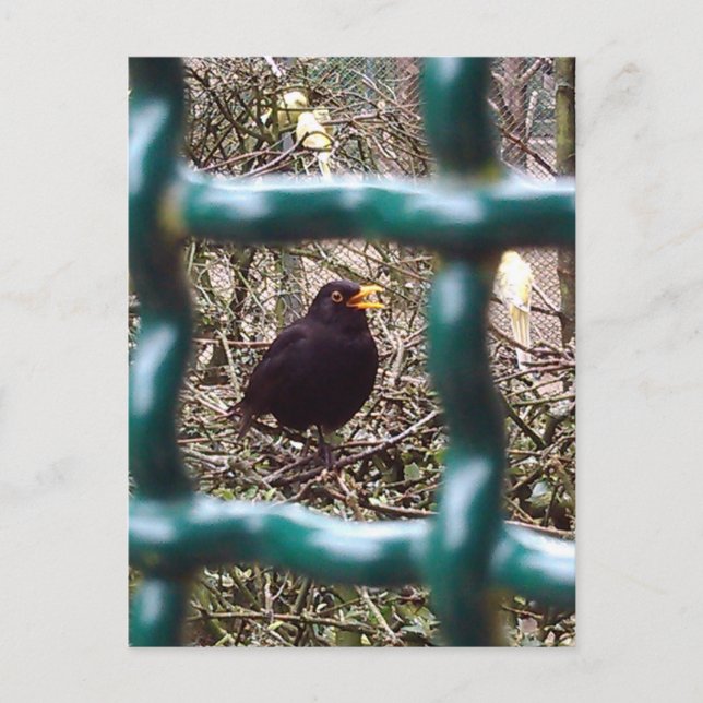Blackbird behind bars, Animal, Birds, Black Bird Postcard (Front)