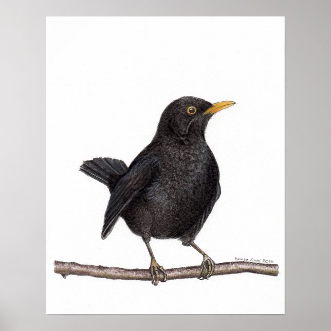 Blackbird Bird (Turdus Merula) Poster (Front)